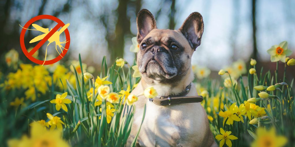 Heartworm Awareness Month: Protect Your Furry Friends This April