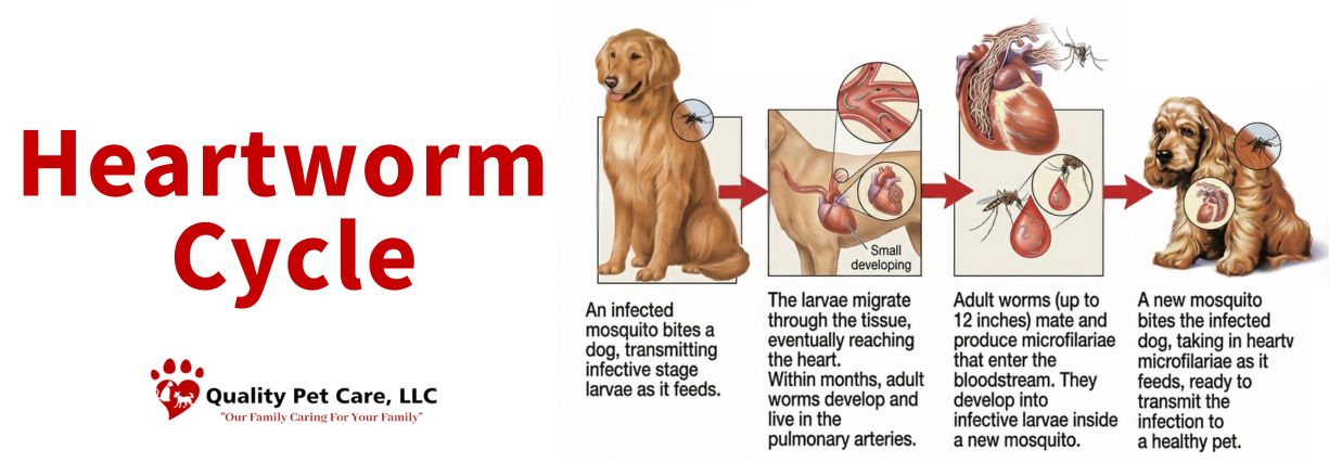 Heartworm Prevention Awareness
